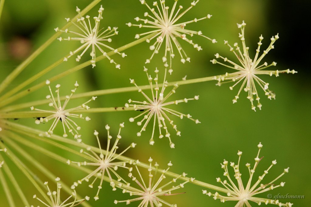 20090803_154_raw
